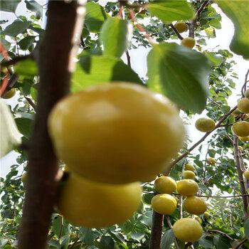 珍珠油杏杏樹苗苗圃基地